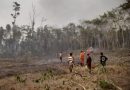 Gerak Cepat Dua Perusahaan Padamkan Kebakaran Hutan di Aroba Teluk Bintuni